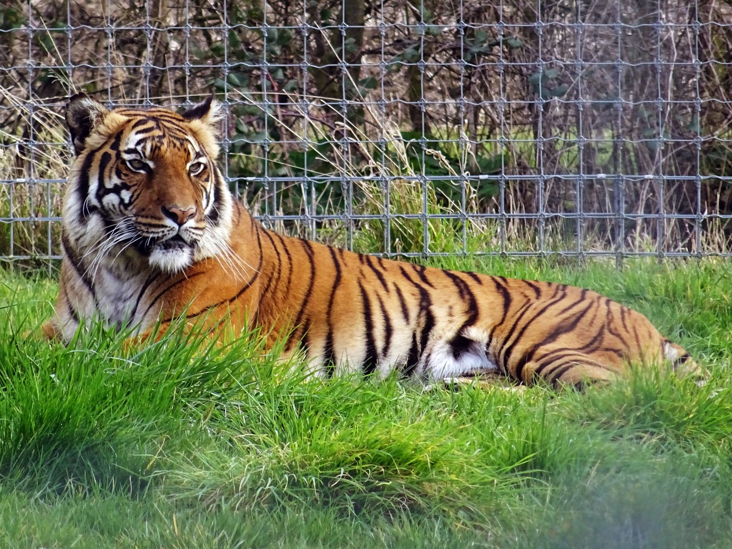 Malayan Tiger