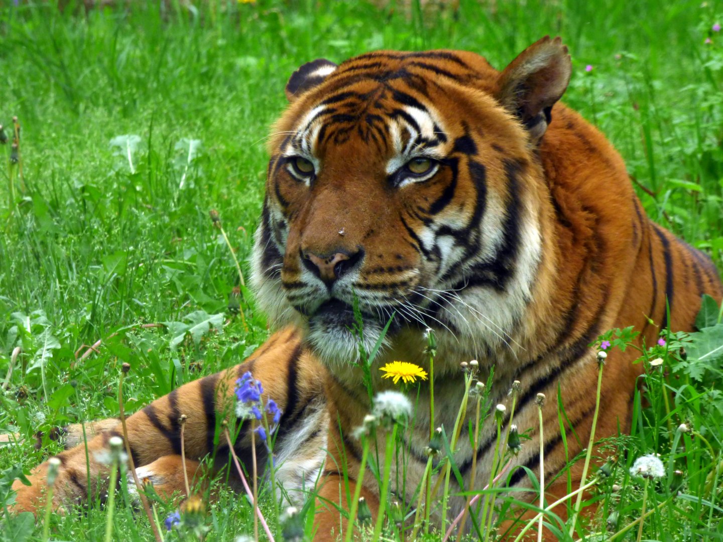 Malayan tiger