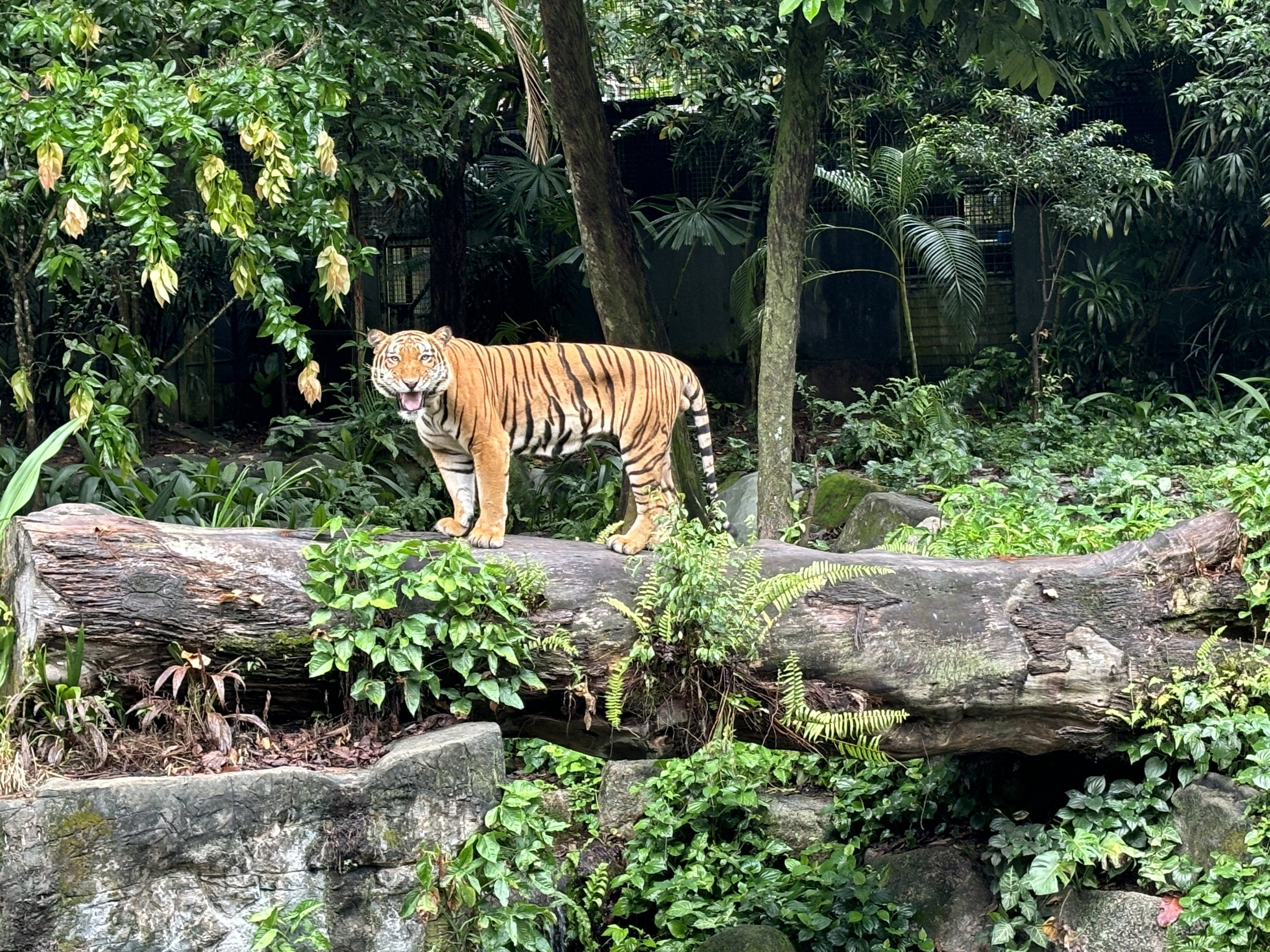 Malayan Tiger