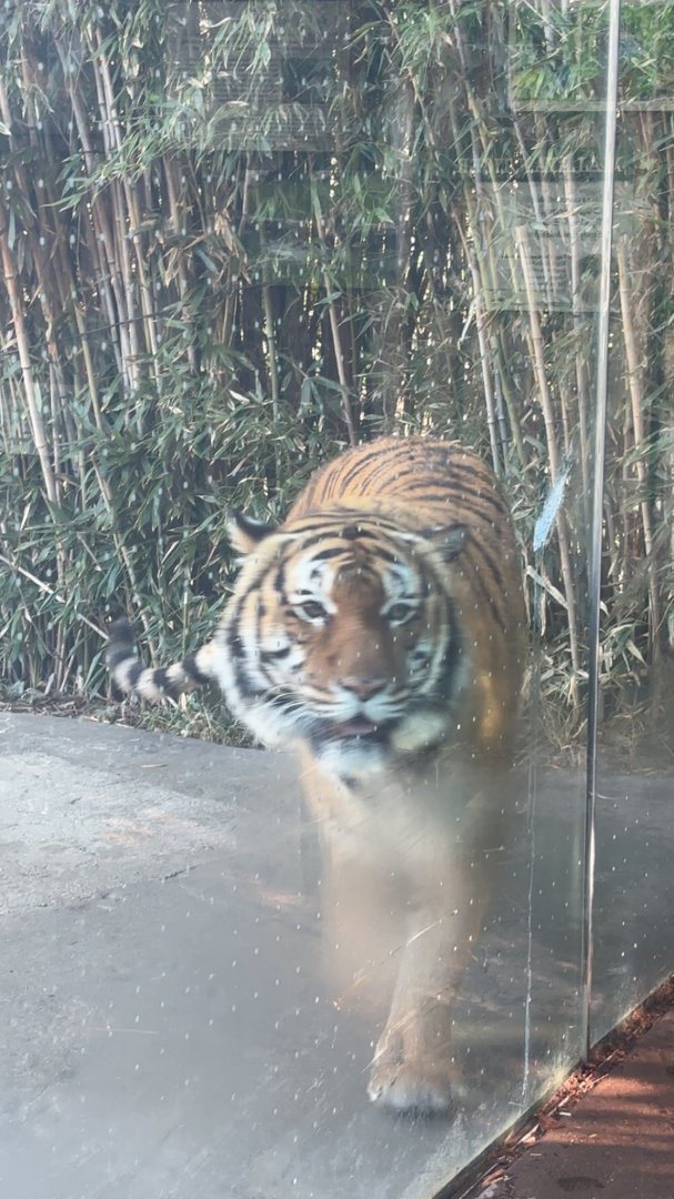 Malayan Tiger