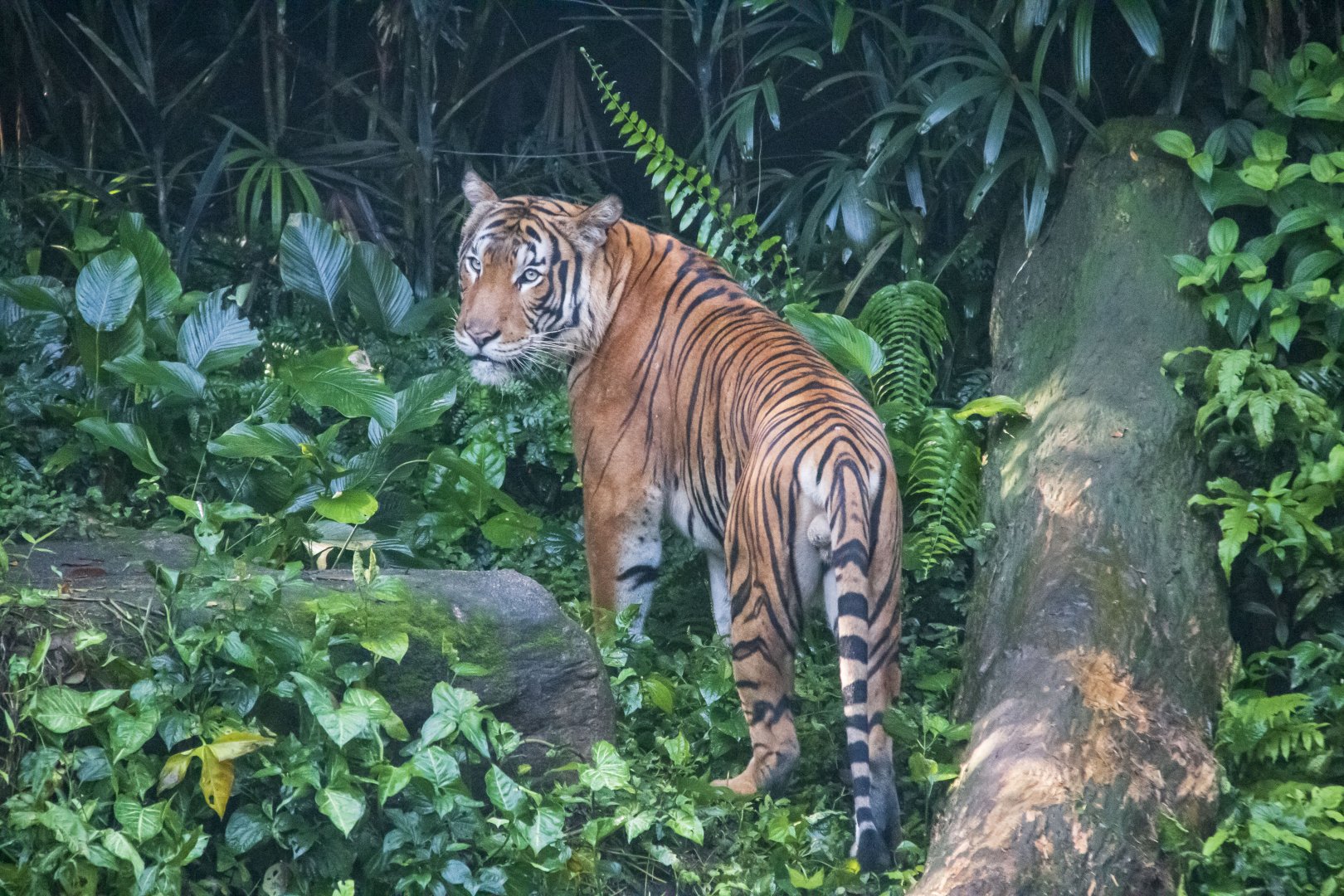 Malayan Tiger