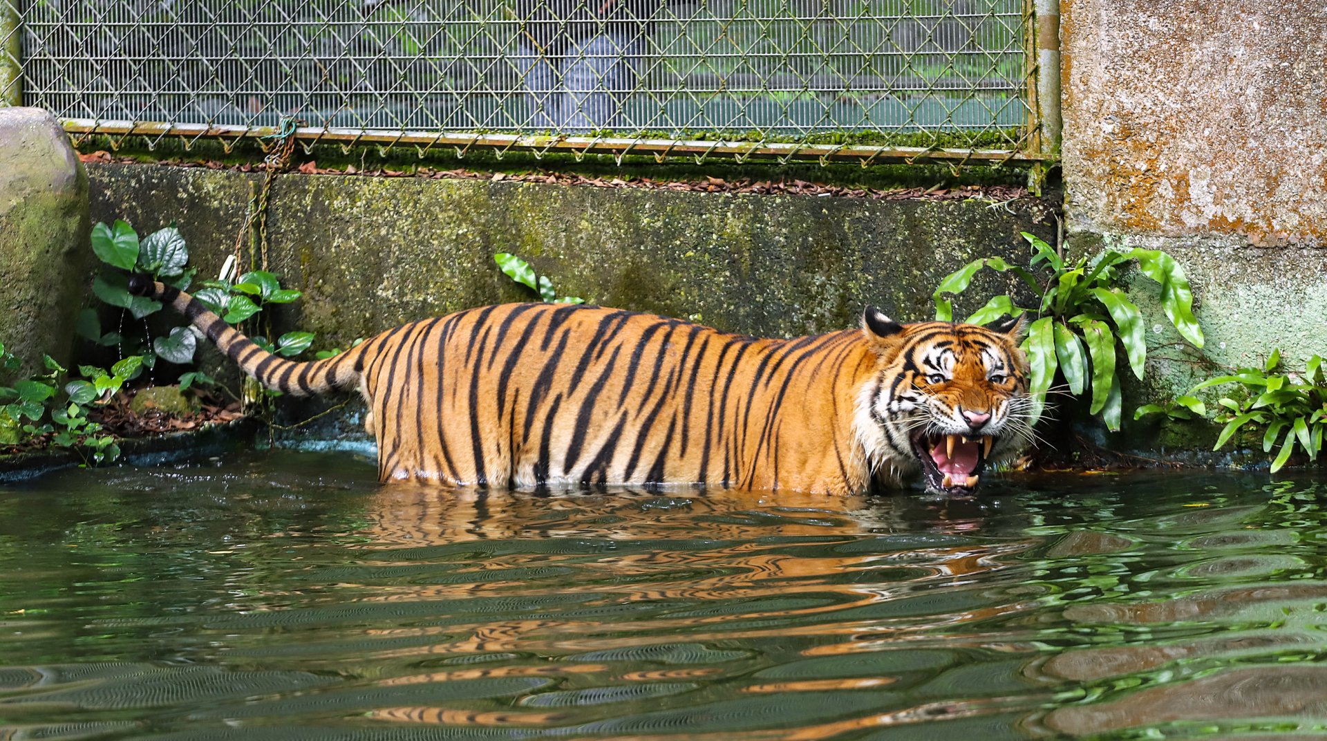 Malayan tiger
