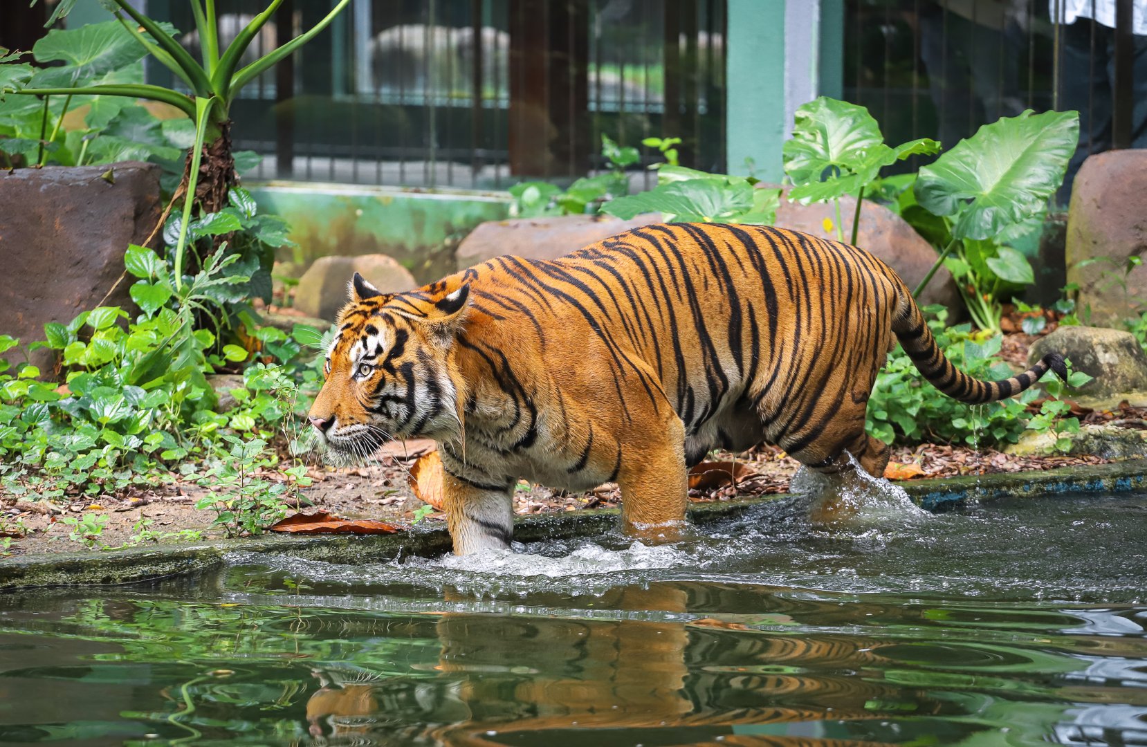 Malayan tiger