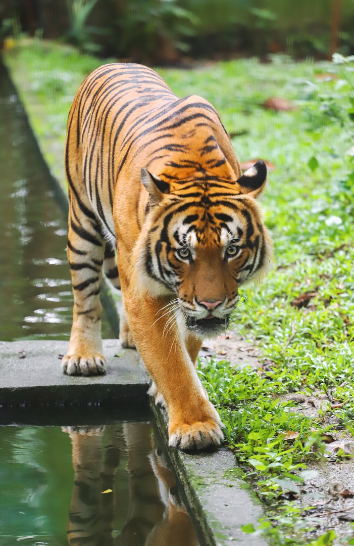 Malayan tiger