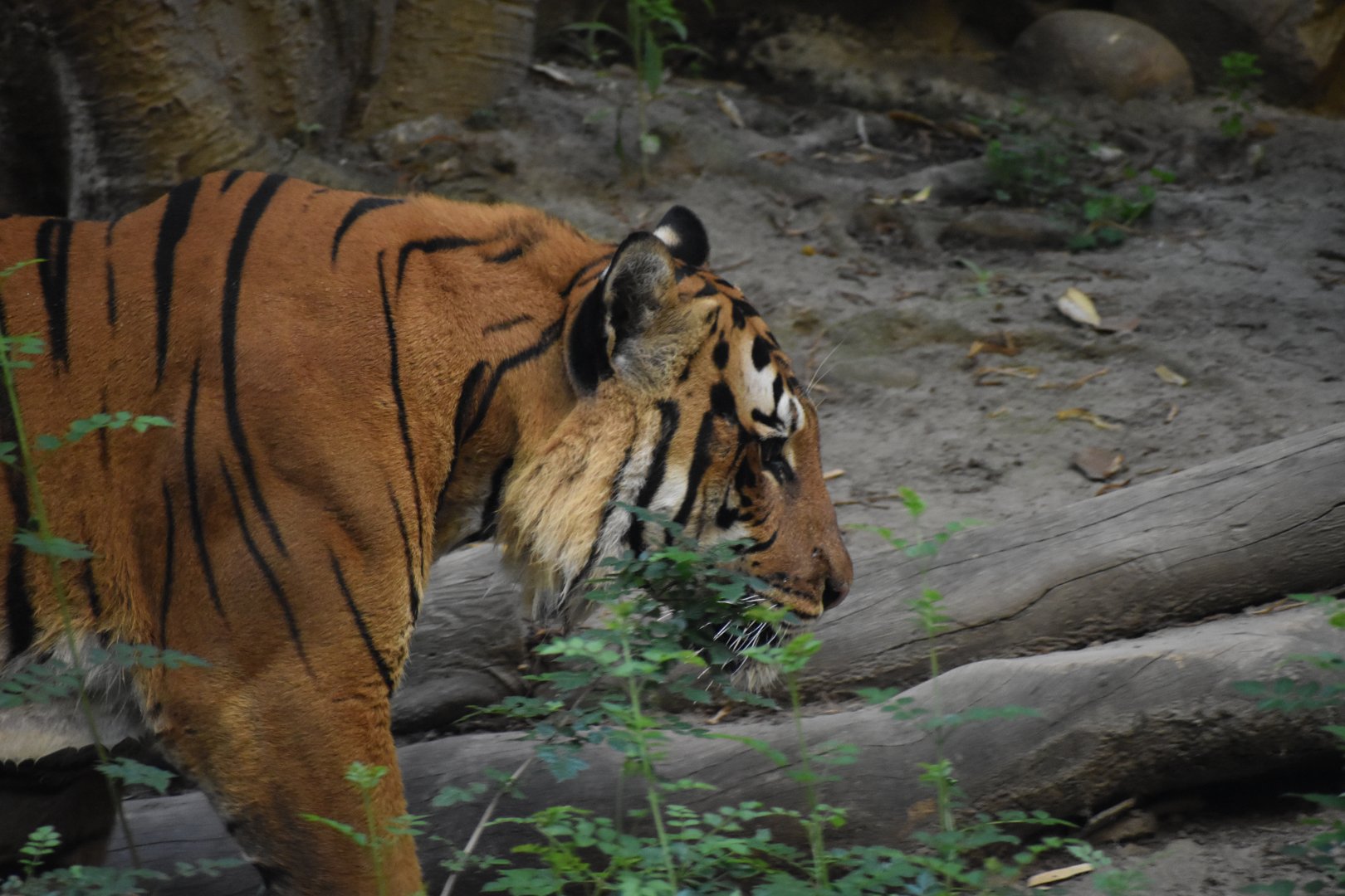 Malayan Tiger