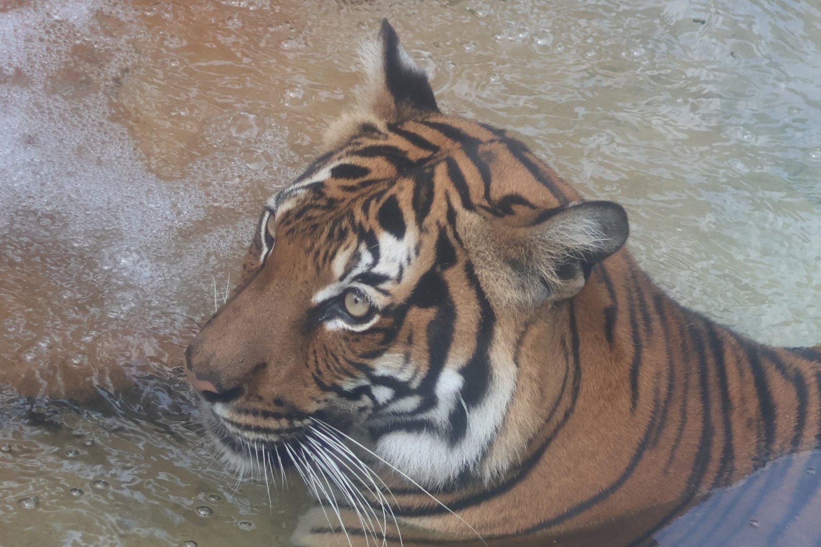 Malayan tiger