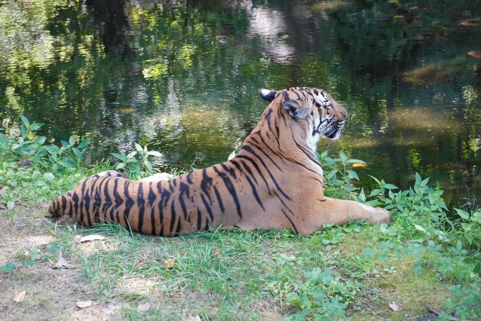 Malayan Tiger