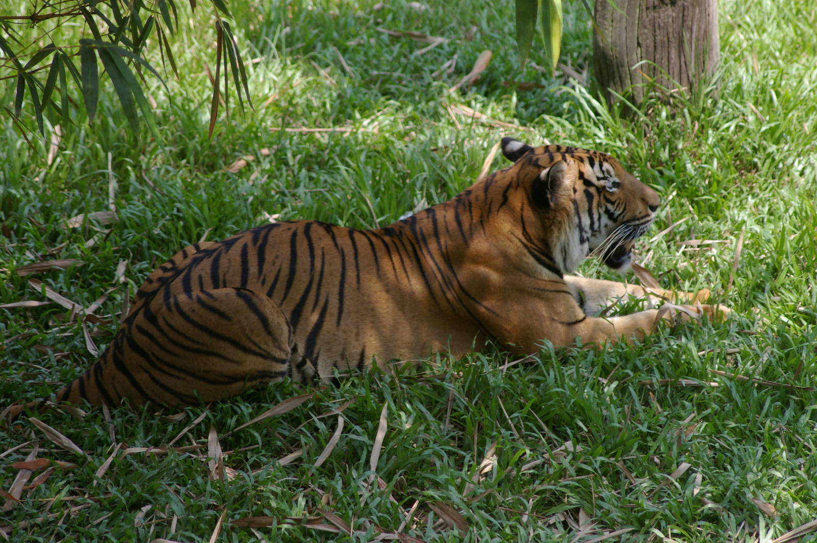 Malayan tiger