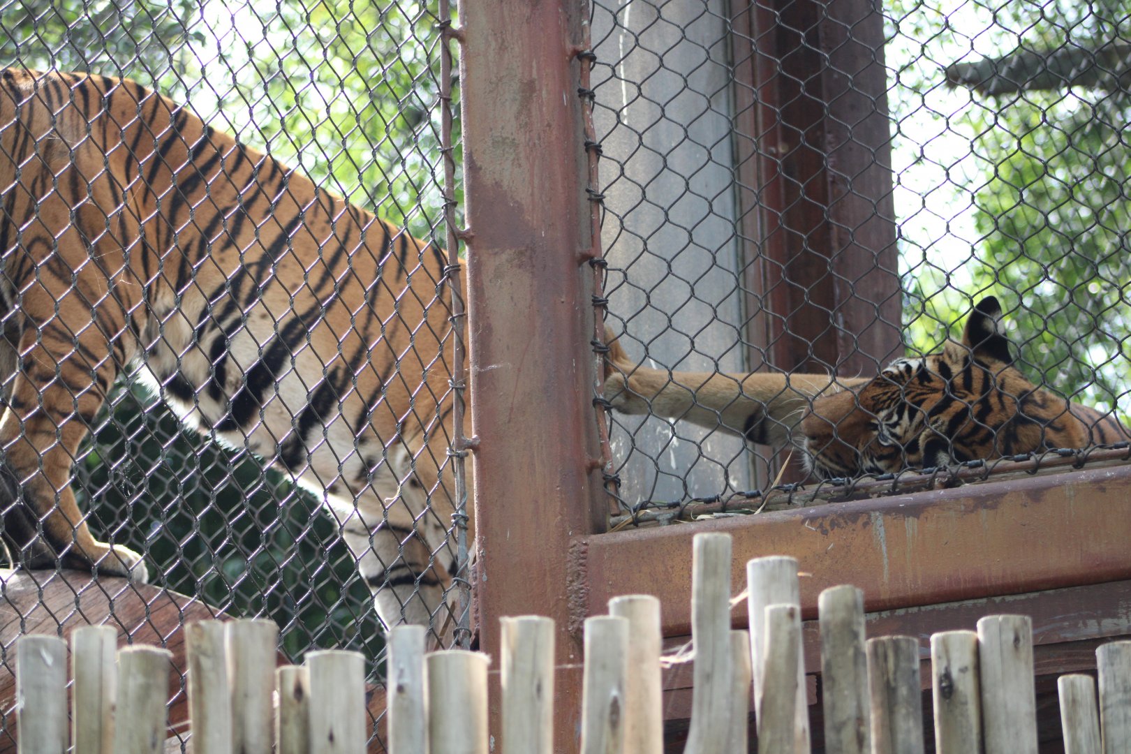 Malayan Tigers (P. t. tigris / “jacksoni”)