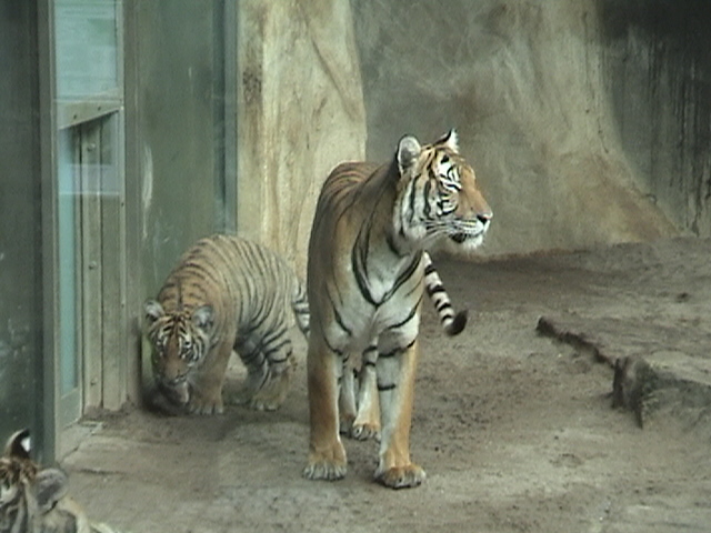 Malayan Tigers Zoo Halle