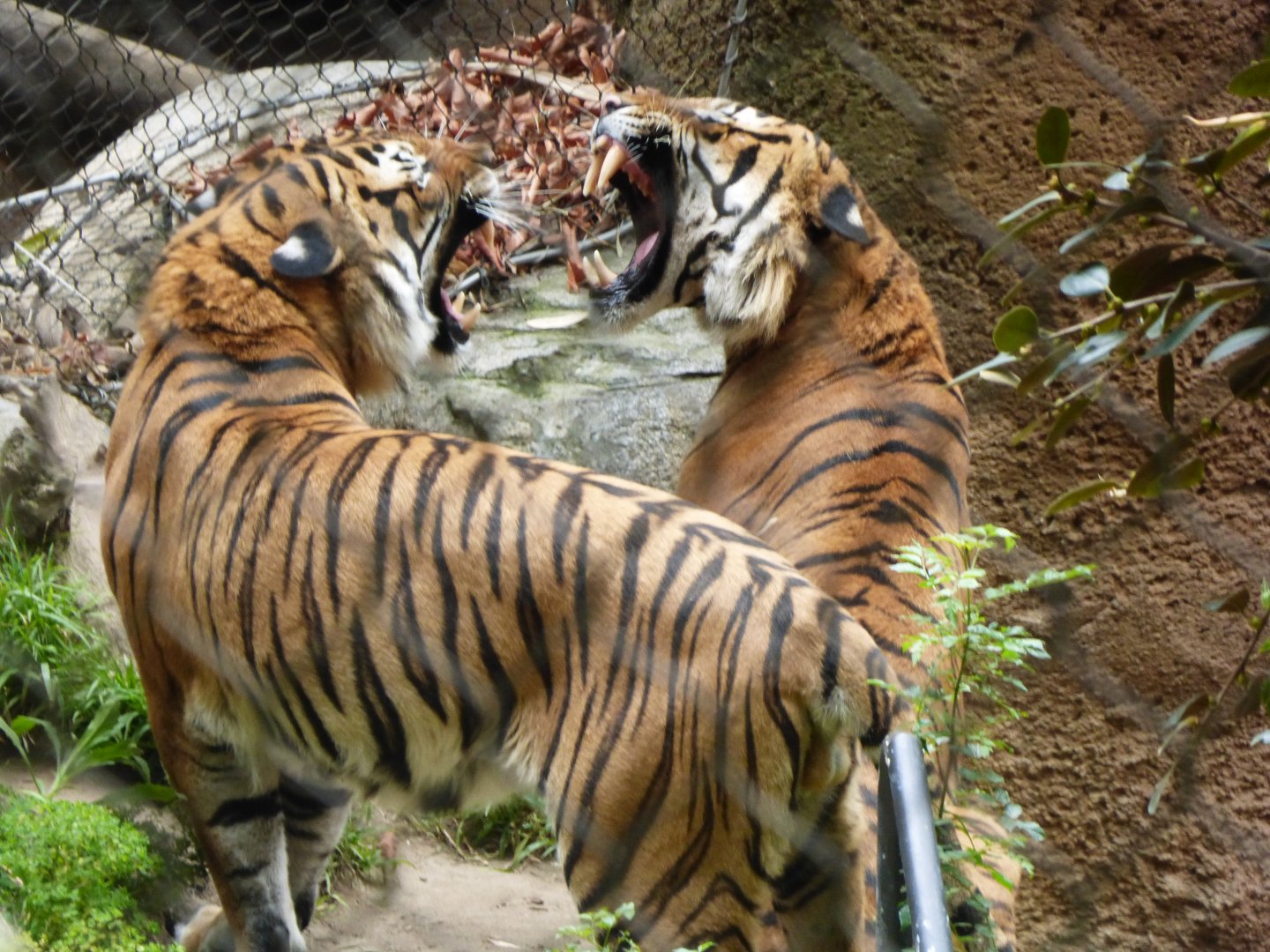 Malayan tigers