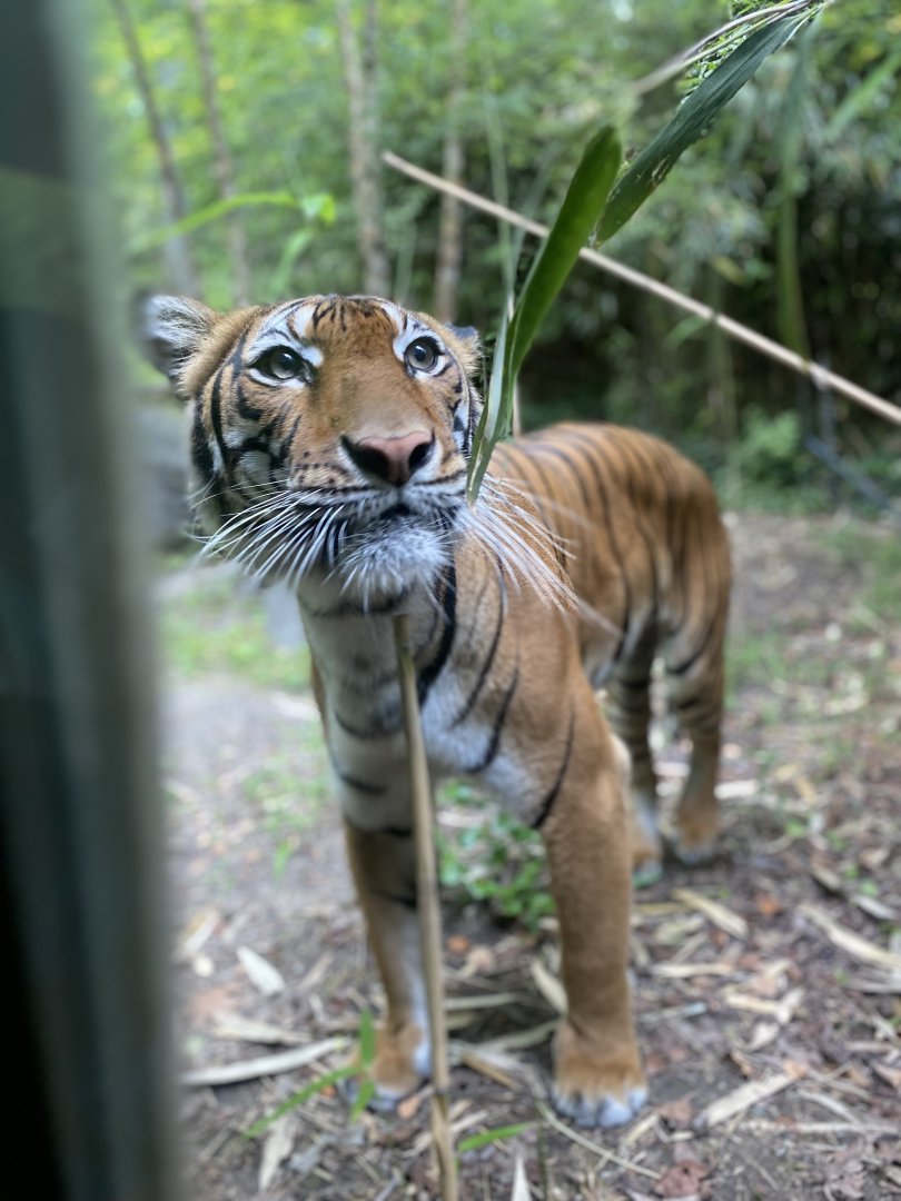 Malayan Tigress 01 - Bronx Zoo