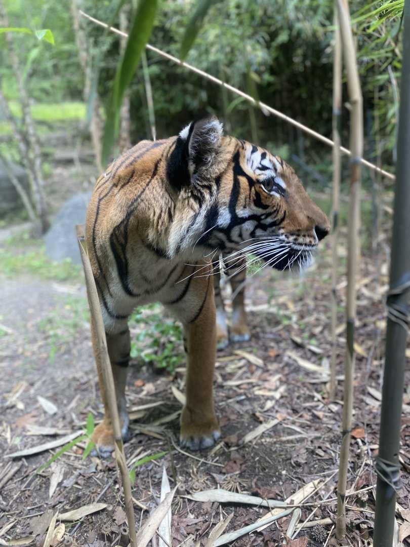 Malayan Tigress 02 - Bronx Zoo