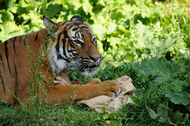 Malayan tigress at Dortmund zoo