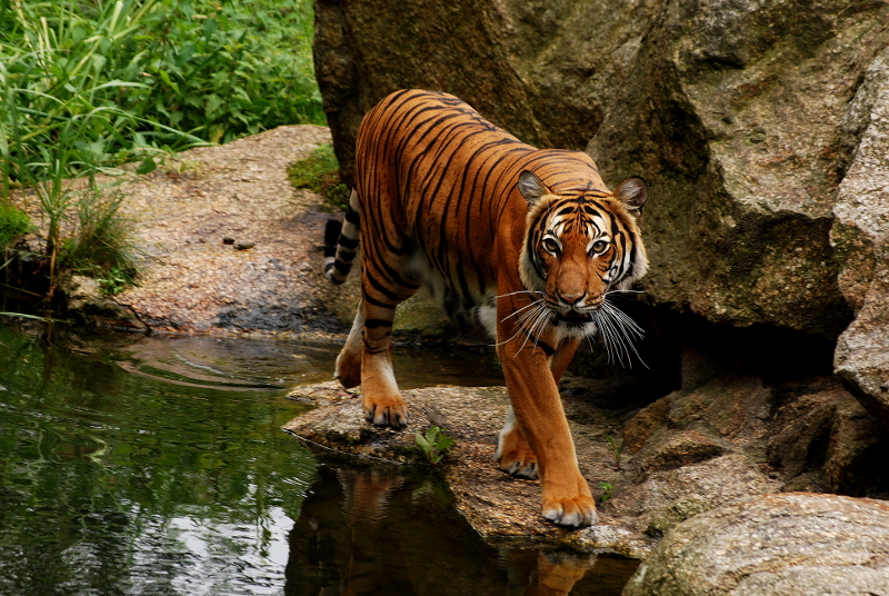 Malayan tigress