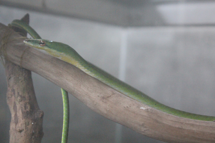Malayan vine snake (Ahaetulla mycterizans) - Taman Konservasi Sato Loka