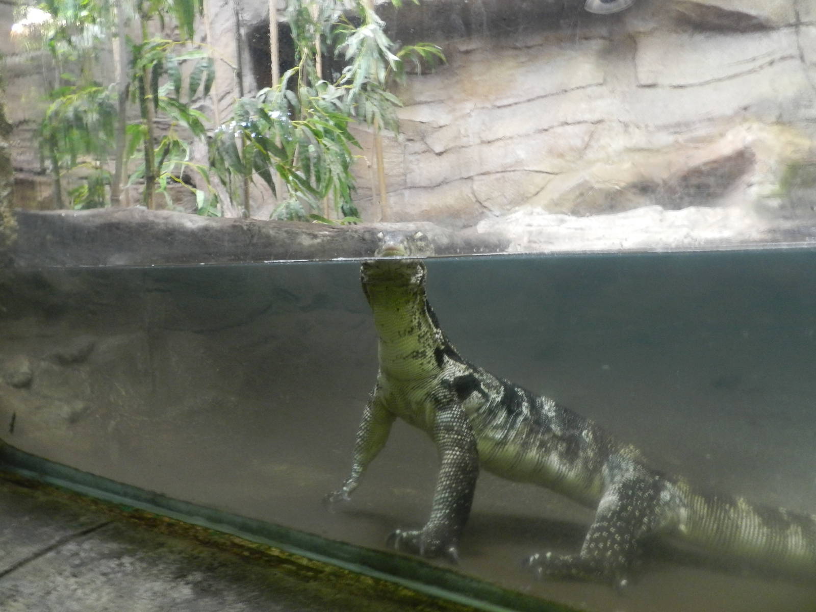 Malayan Water Monitor at Flamingo Land - 14/10/2012