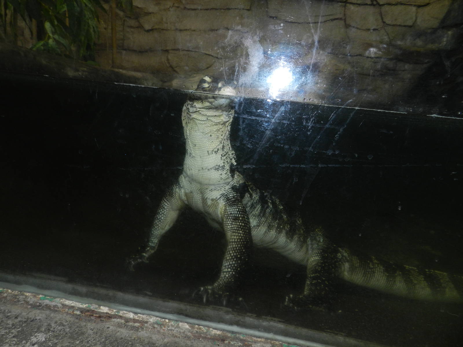 Malayan Water Monitor at Flamingo Land - 14/10/2012