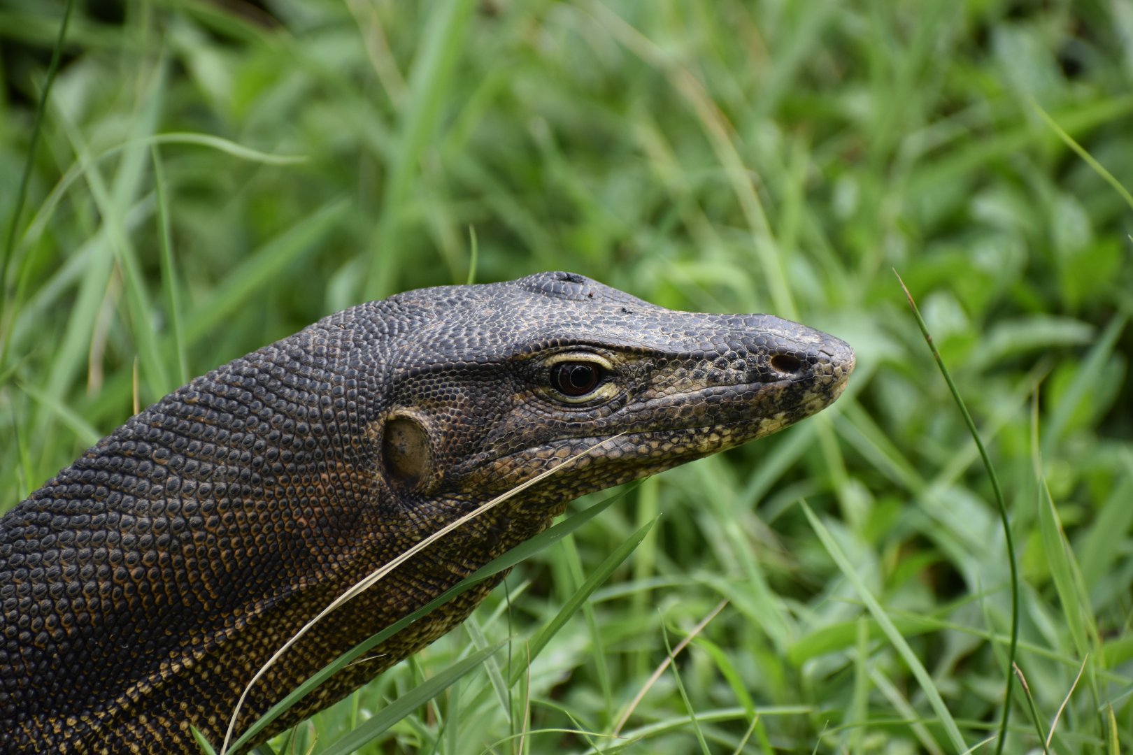 Malayan Water Monitor ~ Bishan Ang mo kio Park