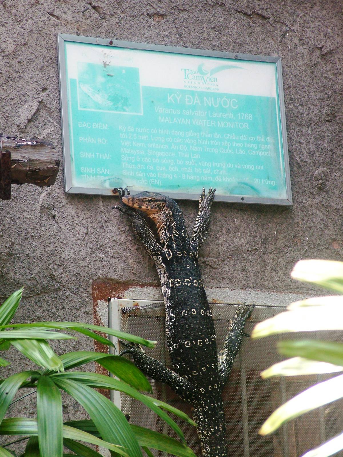 Malayan Water Monitor Clings On at Saigon Zoo, 16/03/12