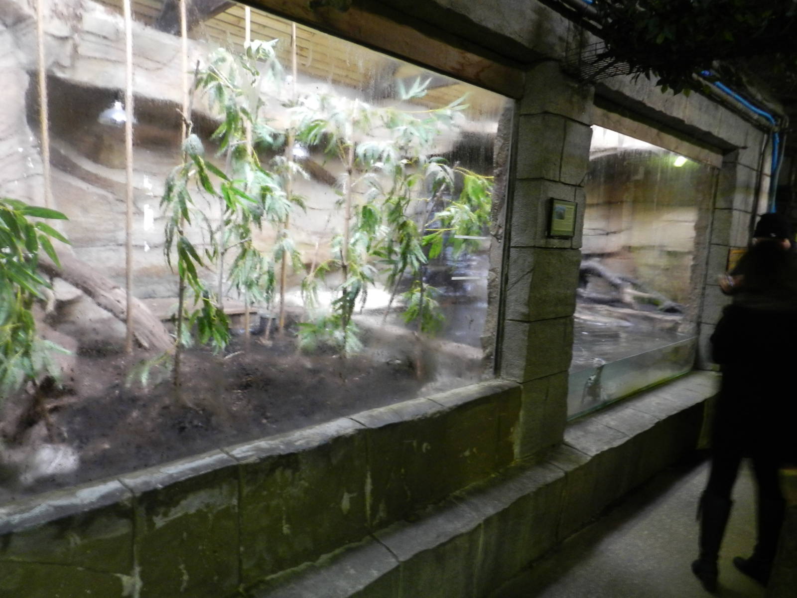 Malayan Water Monitor Exhibit at Flamingo Land - 14/10/2012