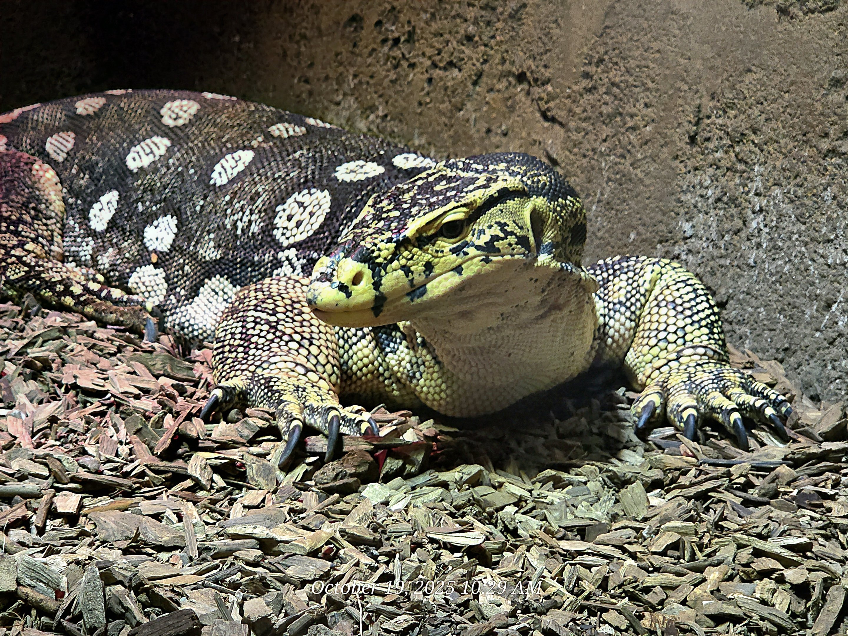Malayan Water Monitor - Rainforest Adventures