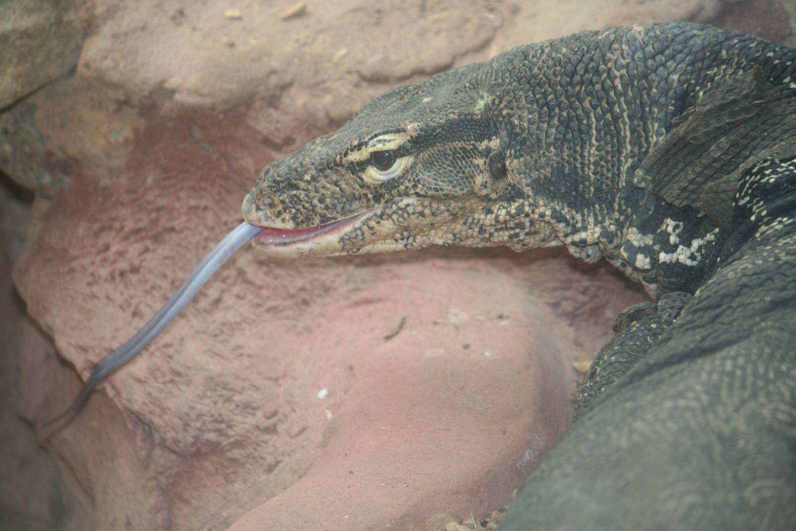 Malayan water monitor?