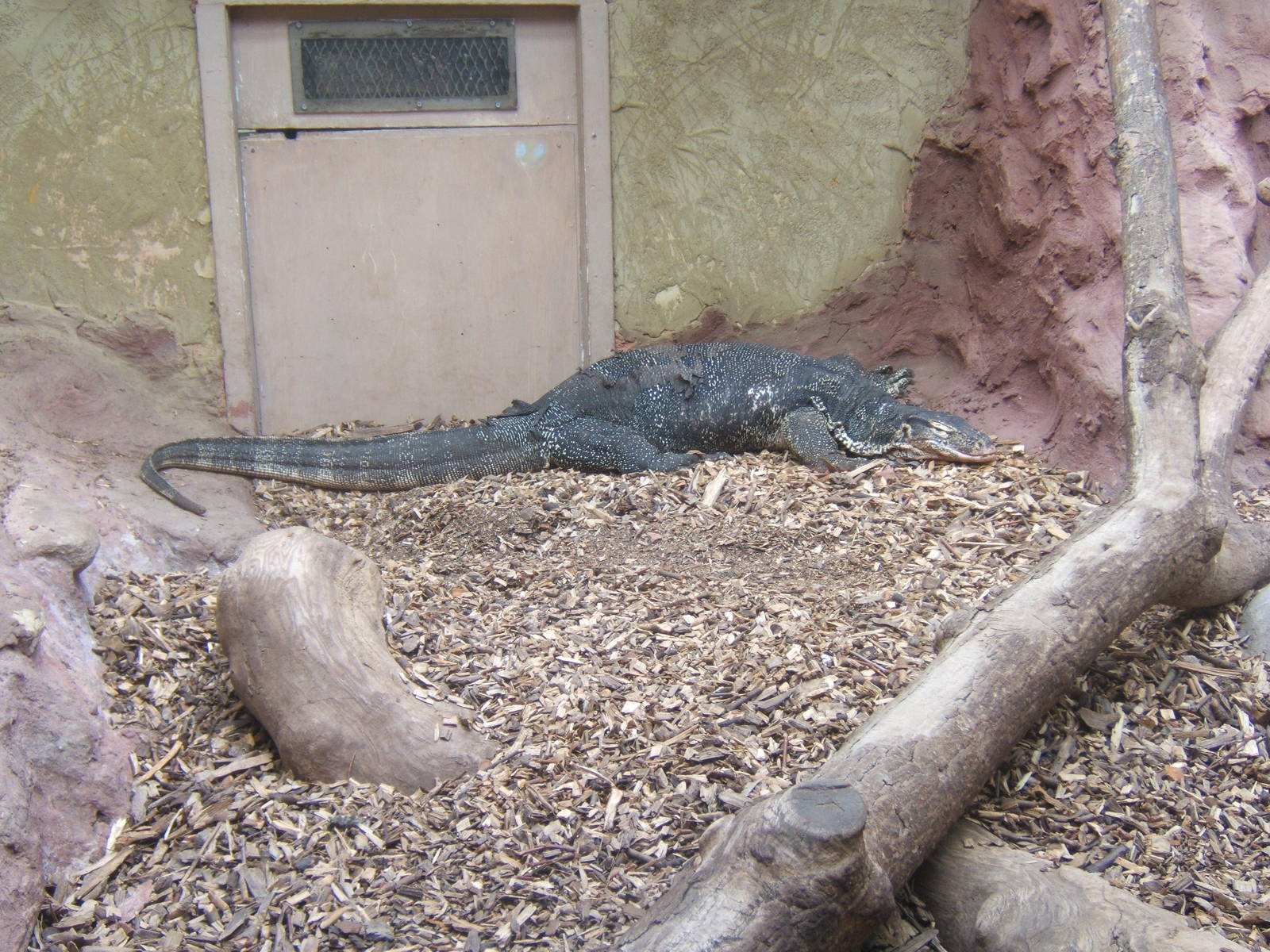 Malayan Water Monitor