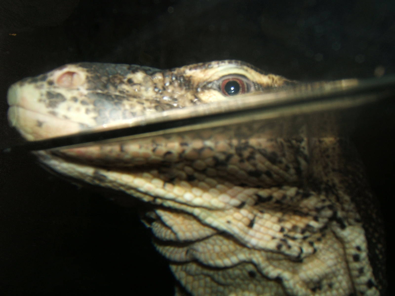 Malayan Water Monitor