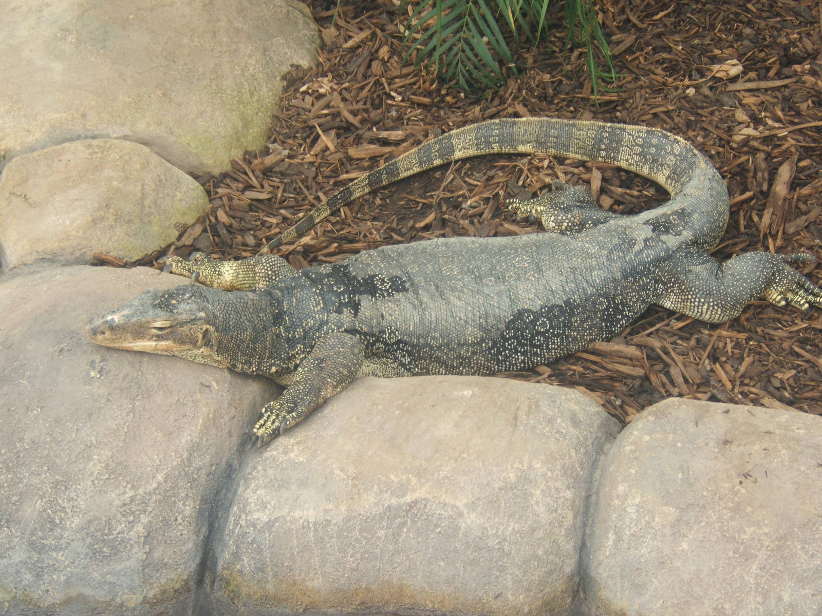 Malayan Water Monitor
