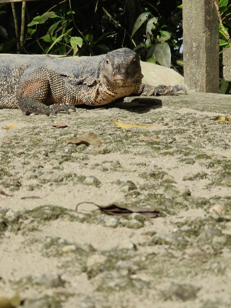 Malayan Water Monitor