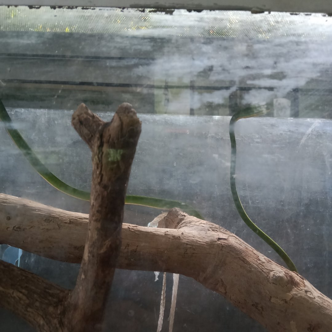 Malayan whip snake (Ahaetulla mycterizans) - Sato Loka Resto & Conservation Park