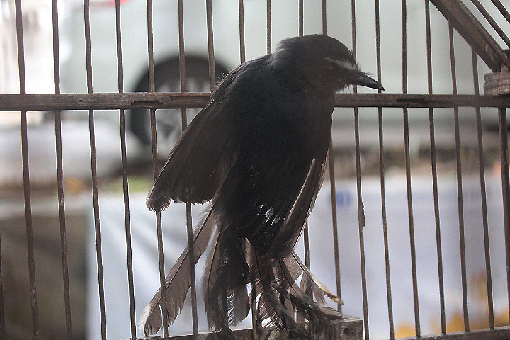 Malayan white-throated fantail (Rhipidura albicollis atrata)