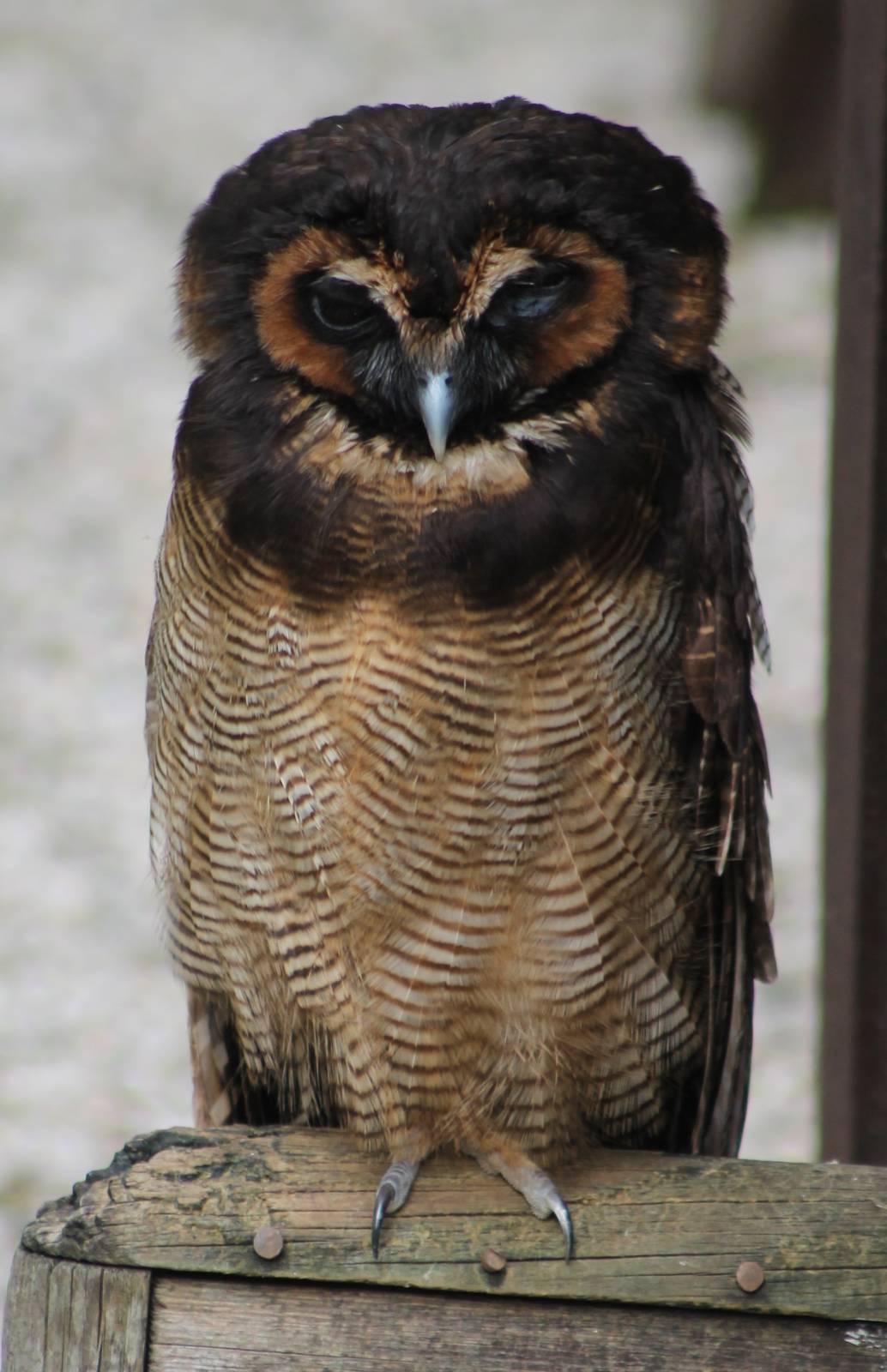 Malayan wood-owl
