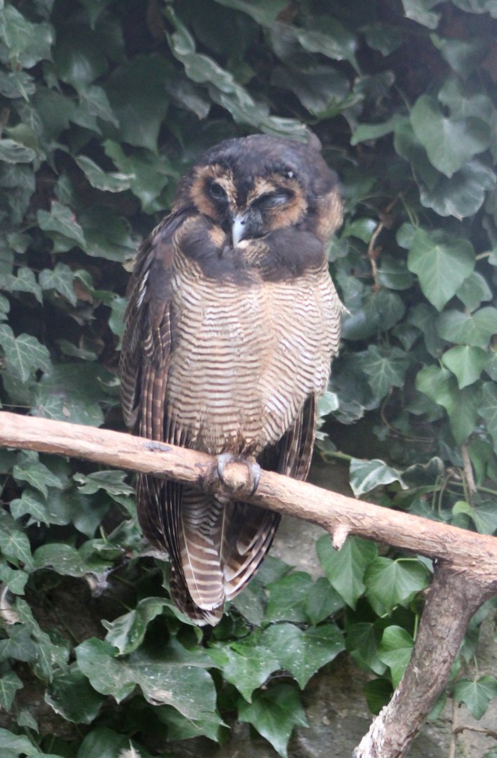 Malayan wood-owl