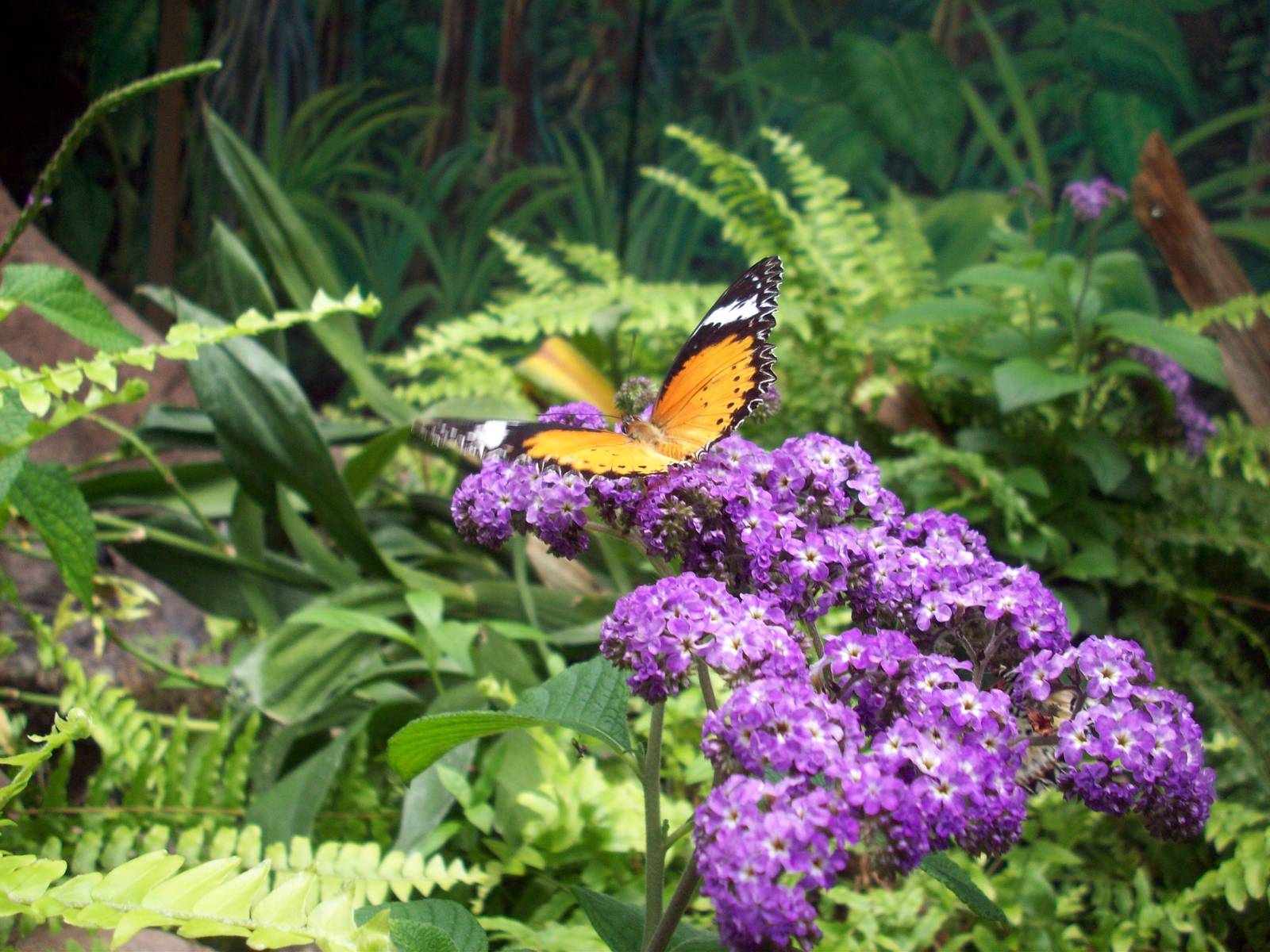 Malayan Woods Pavilion