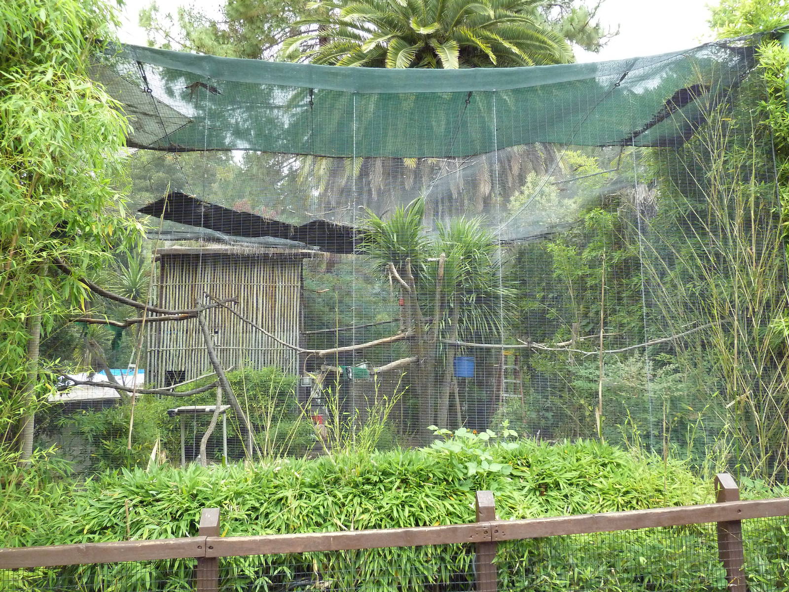 Malayan Wreathed Hornbill Exhibit