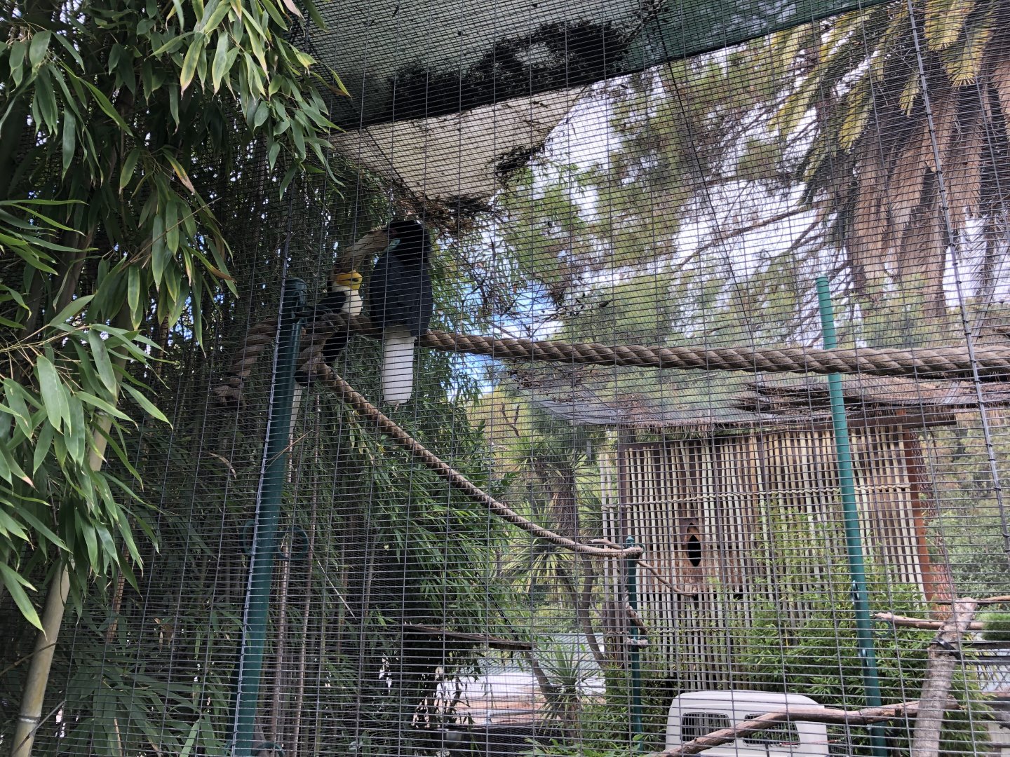 Malayan wreathed hornbill exhibit