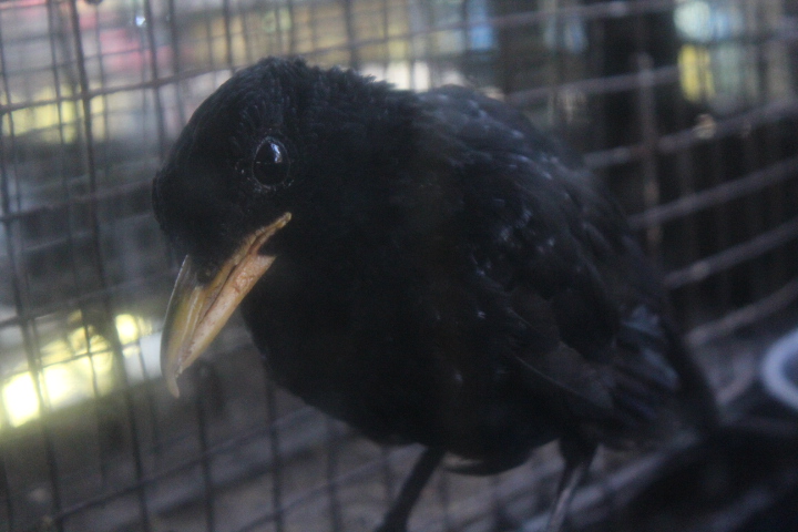 Malayan yellow-billed whistling thrush (Myophonus caeruleus dichrorhynchus) - Purbasari Pancuran Mas