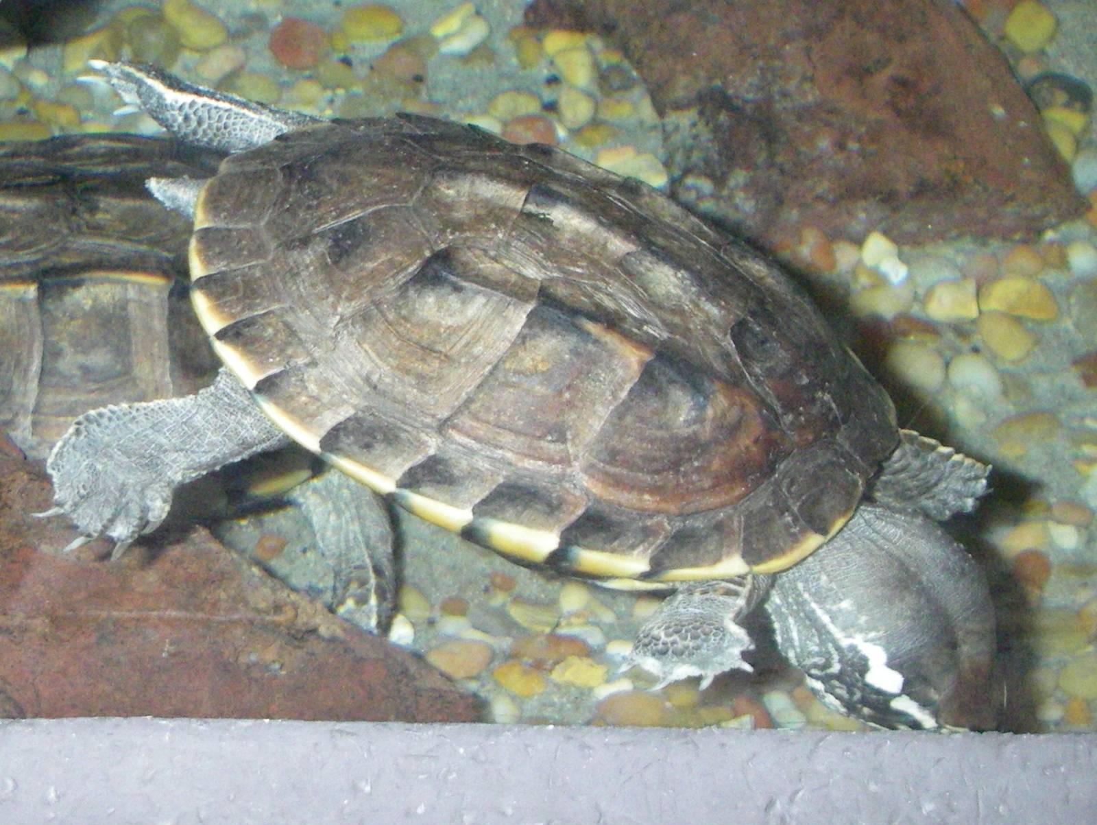 Malayemys subtrijuga