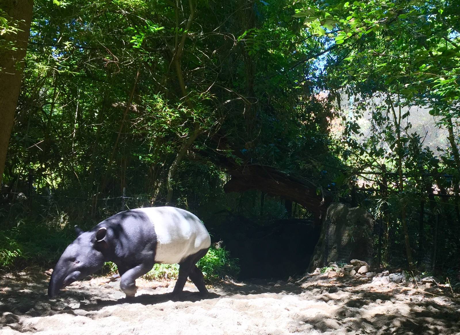 Malayian Tapir Exhibit