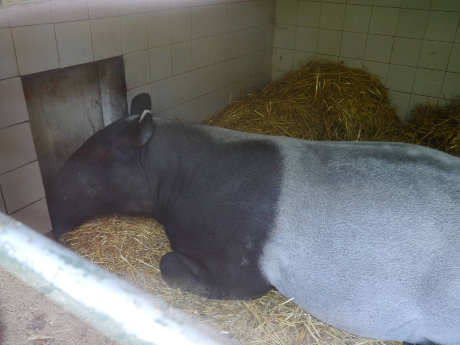 Malayian Tapir.
