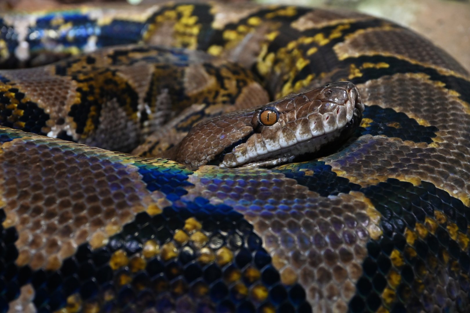 Malayopython reticulatus