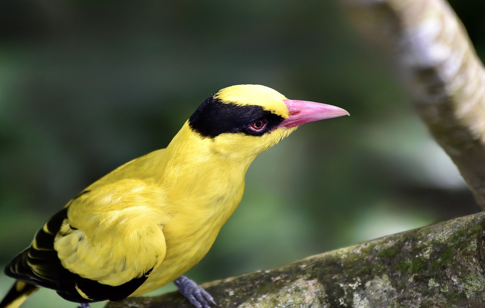 Malaysian Black-Naped Oriole (Oriolus chinensis maculatus)