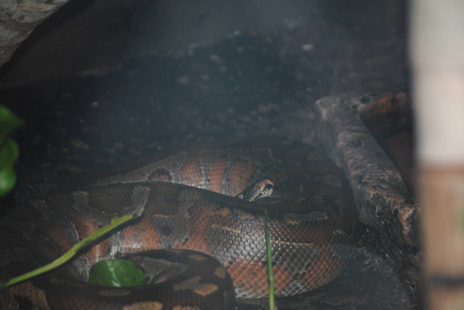 Malaysian Blood Python