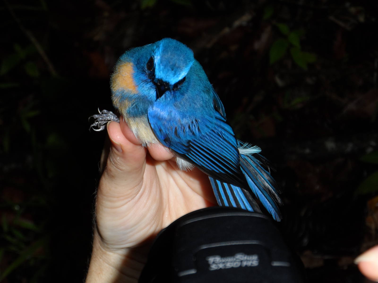 Malaysian Blue Flycatcher