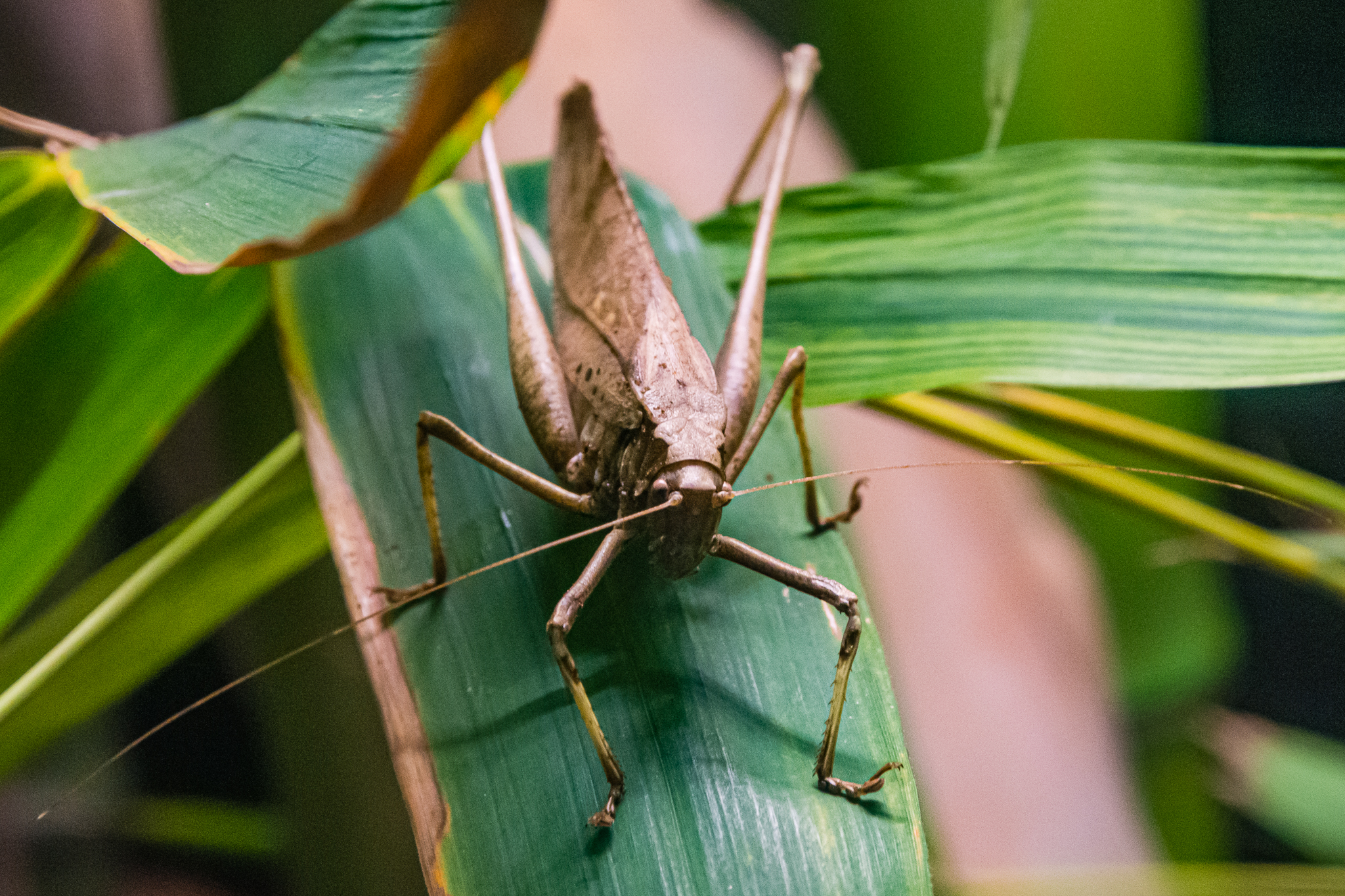 Malaysian Bush-cricket-Spineless Marvels