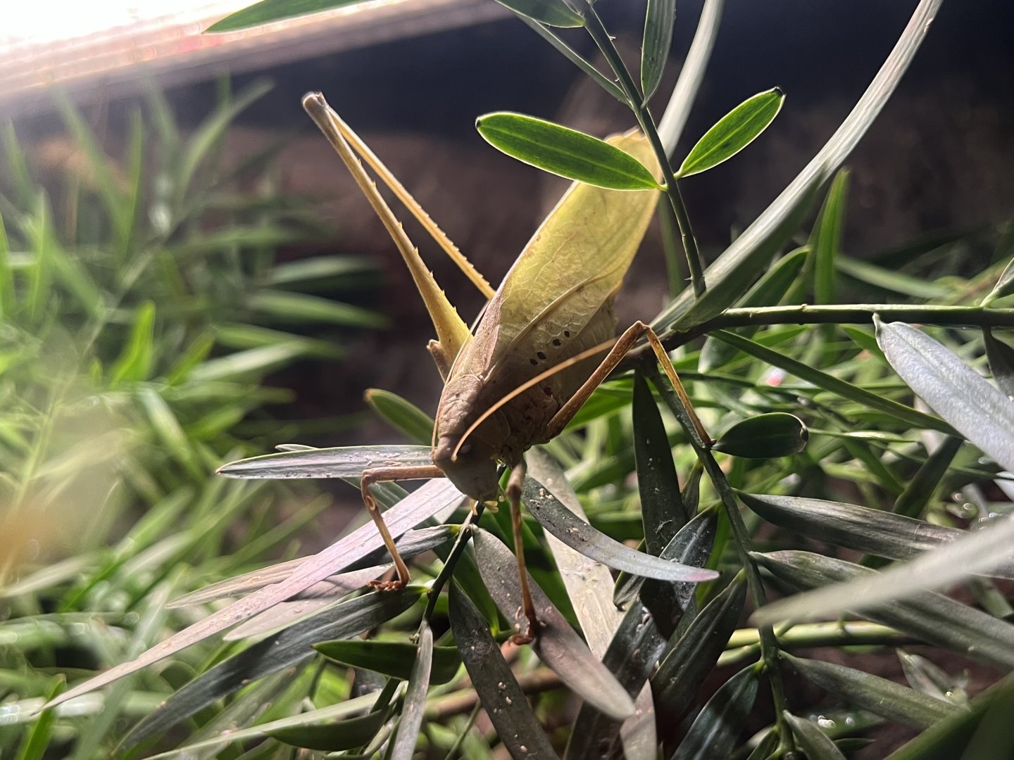 Malaysian Bush Cricket