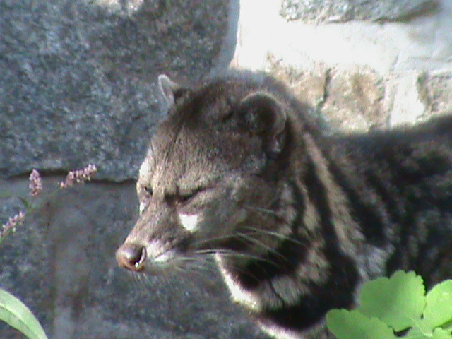 malaysian civet 050910
