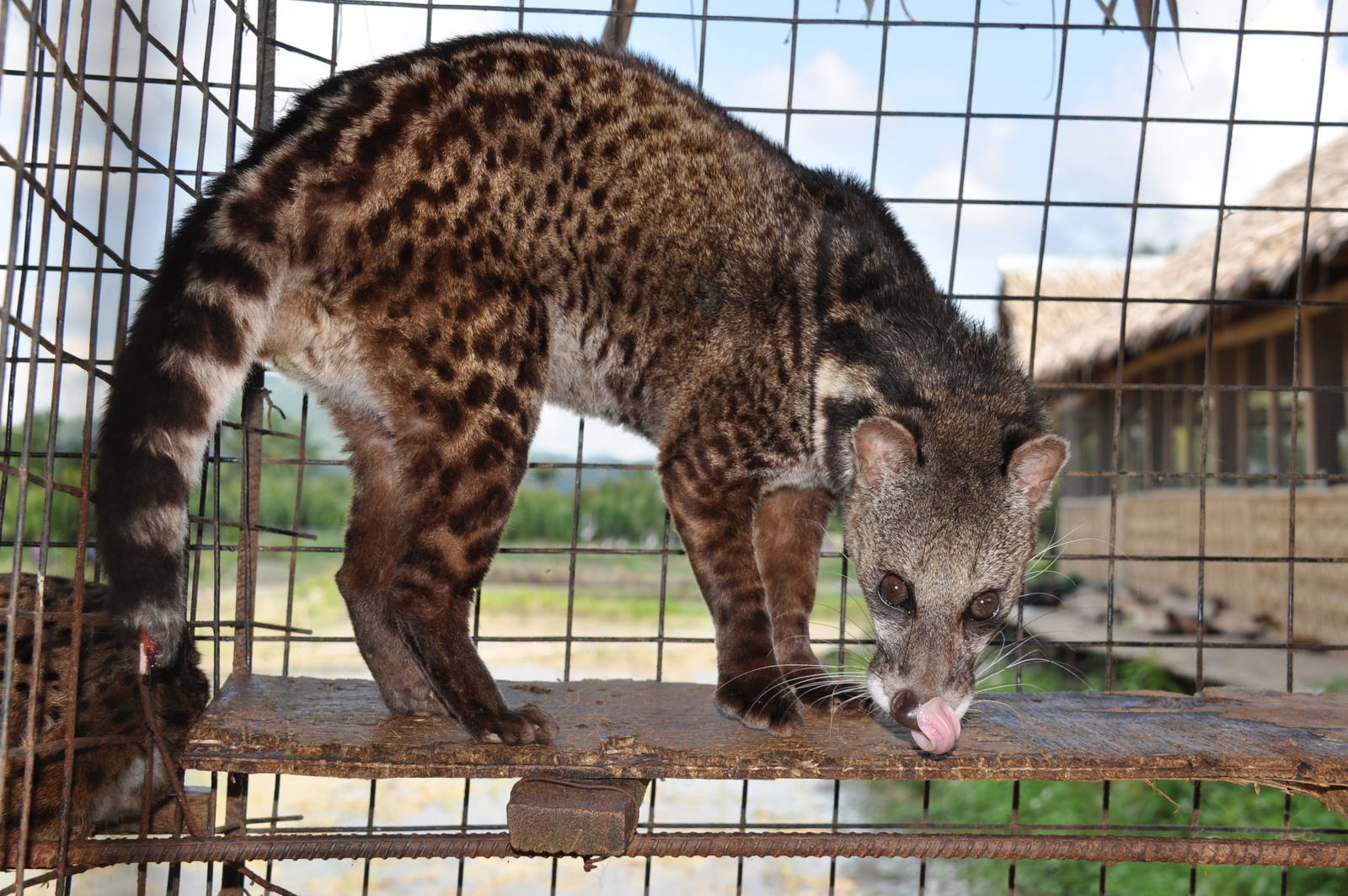 Malaysian civet/ Viverra tangalunga tangalunga